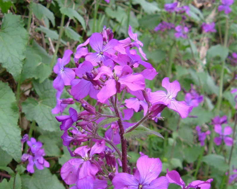 Lunaria annua / Lunaria meridionale